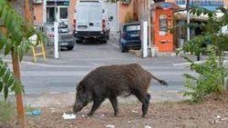 Como aquí con los carpinchos, en Italia con los jabalíes