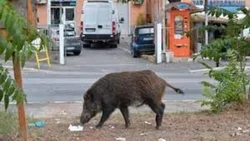 Como aquí con los carpinchos, en Italia con los jabalíes