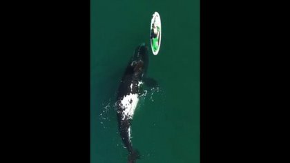 El maravilloso video de ballenas que recorre el mundo