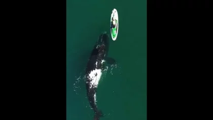 El maravilloso video de ballenas que recorre el mundo