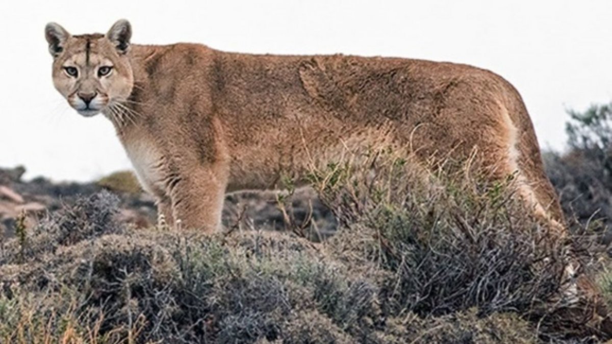 VIDEO: Iba a esquiar y se cruzó un puma por el camino