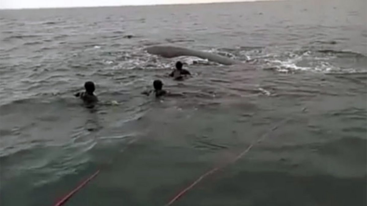Tres buzos molestaron a una ballena y uno quiso montarla