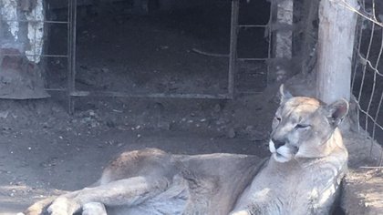 Un puma aguarda su traslado hace más de dos años