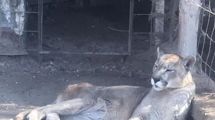 Un puma aguarda su traslado hace más de dos años