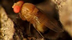 Monitorean una peligrosa plaga en la cordillera neuquina