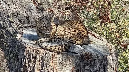 Caminaban por el cerro Otto y encontraron un gato montés