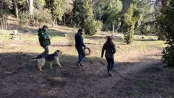 ¡Cuidado! Un puma suelto por las calles de Bariloche