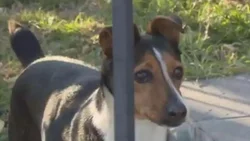 Robaron, defecaron en el patio y se limpiaron con el perro