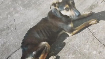 Perrito desnutrido y molido a golpes... lo ayudó la policía