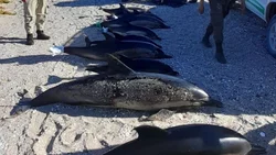 Hallaron 15 delfines muertos en las playas de San Antonio Este