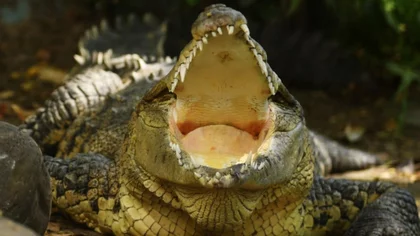 Un cocodrilo apareció fuera de su casa, ¡y lo atrapó!