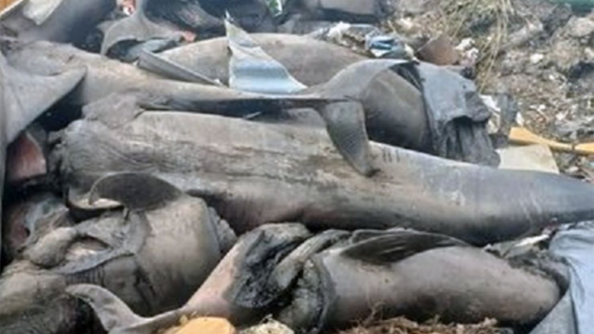 Los delfines muertos fueron tirados a la basura