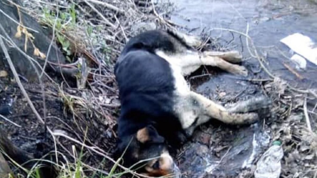 Tremenda matanza de perros en Piedra del Águila