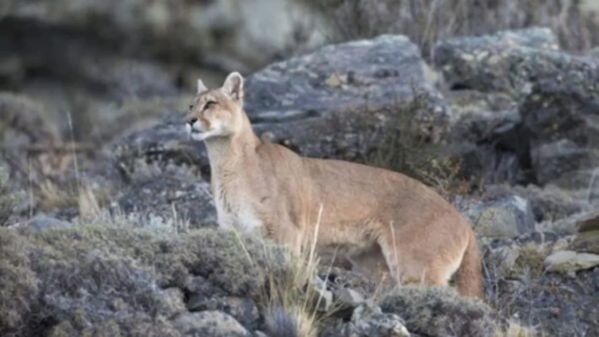 Buscan a un puma en las islas de Guerrico