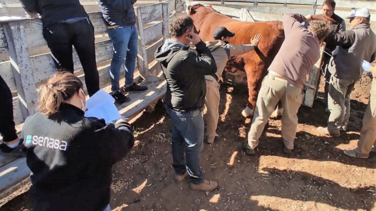 El SENASA controló las exposiciones rurales