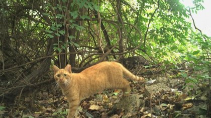 Whashington contó sus gatos: hay 200 mil, aseguran