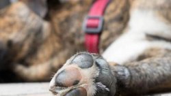 Mató a su mascota y le dieron un mes de prisión en suspenso