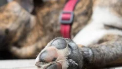 Mató a su mascota y le dieron un mes de prisión en suspenso