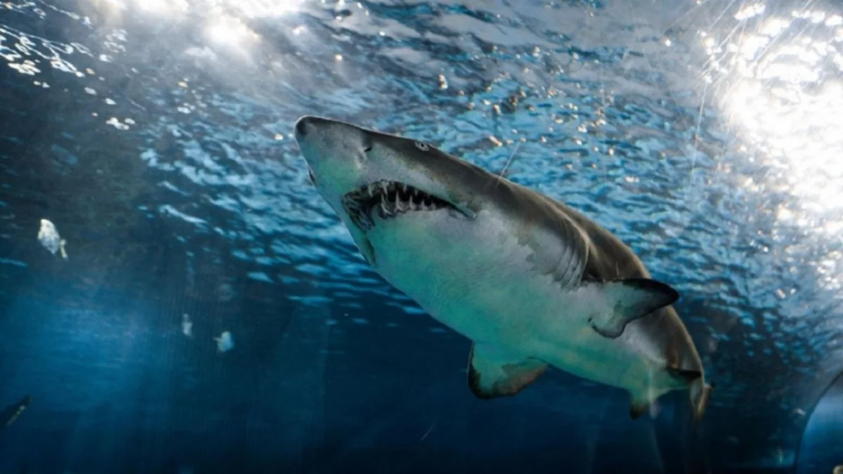 Descubrieron por qué los tiburones blancos atacan a los humanos
