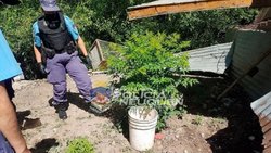 Buscaban bici robada y dieron con plantación de marihuana