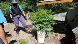 Buscaban bici robada y dieron con plantación de marihuana