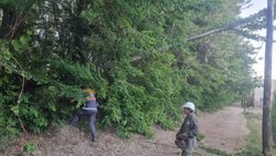 El viento provocó incendios, árboles caídos y un vuelco