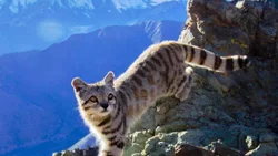 Conocé al gato fantasma que habita la cordillera