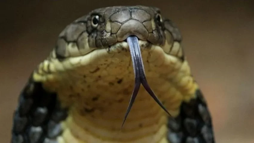 Fue al baño, una cobra le mordió el pene y se lo "mató"