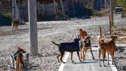 Una jauría de perros dejó a un adolescente agonizando
