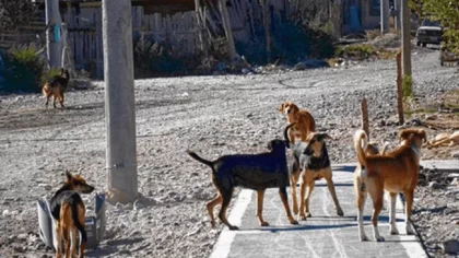 Una jauría de perros dejó a un adolescente agonizando