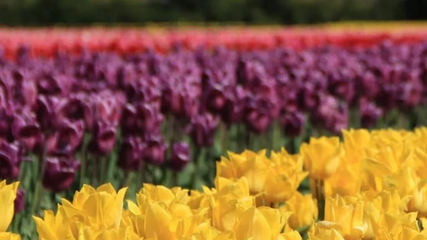 Trevelin: tierra de dragones, cascadas y tulipanes