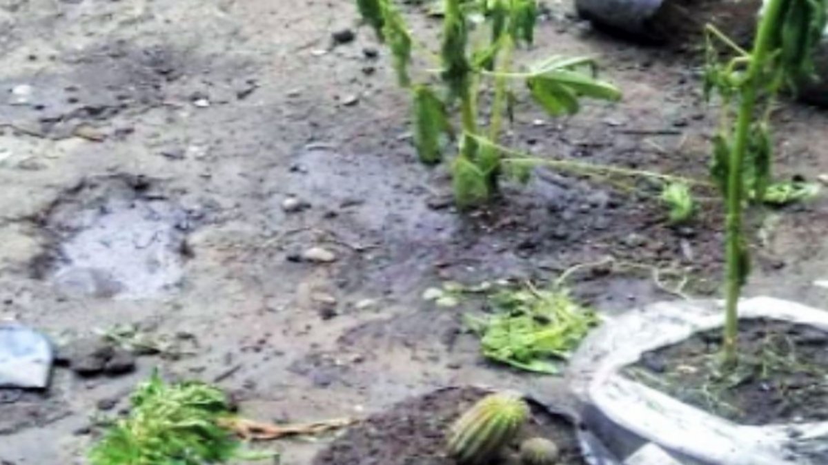 Un incendio dejó al descubierto más de 60 plantas de marihuana
