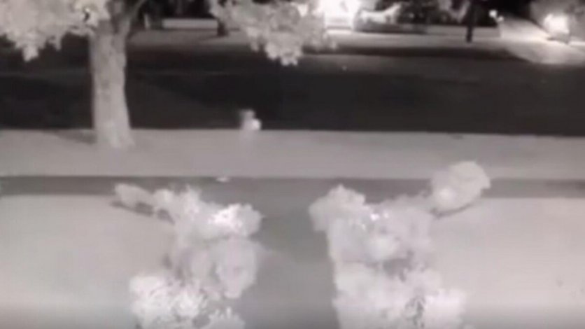 Vecino muerto continúa paseando por su barrio