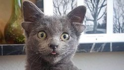 "Midas", es furor en las redes...¡Nació con cuatro orejas!