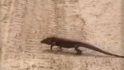 Encontraron un lagarto colorado en una chacra
