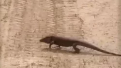 Encontraron un lagarto colorado en una chacra