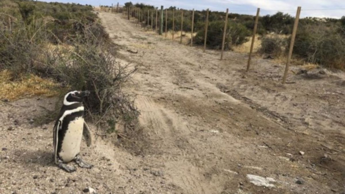 Masacre de pingüinos: ¿Qué dijo el dueño del campo?