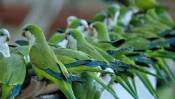 Hartos de las cotorras, piden ayuda para salvar sus chacras