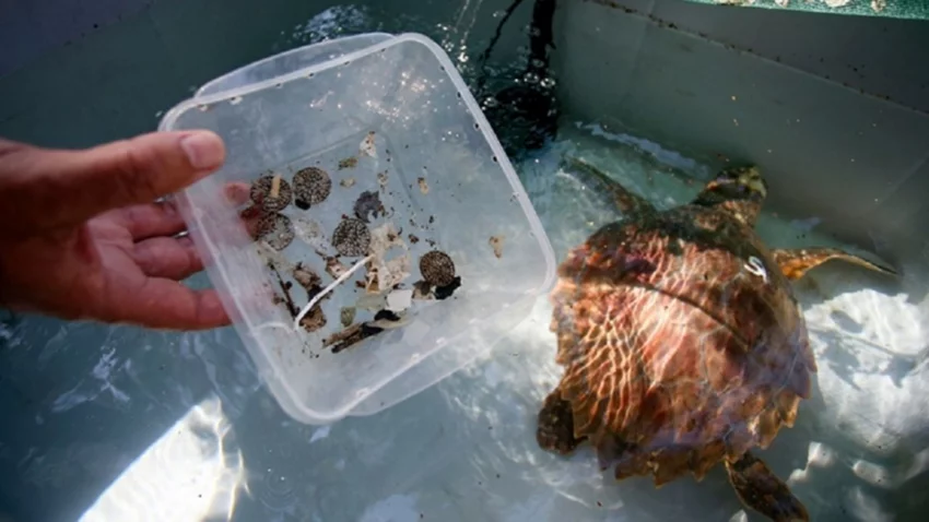 Tortuga marina fue rescatada y defecó 10 tipos de plásticos