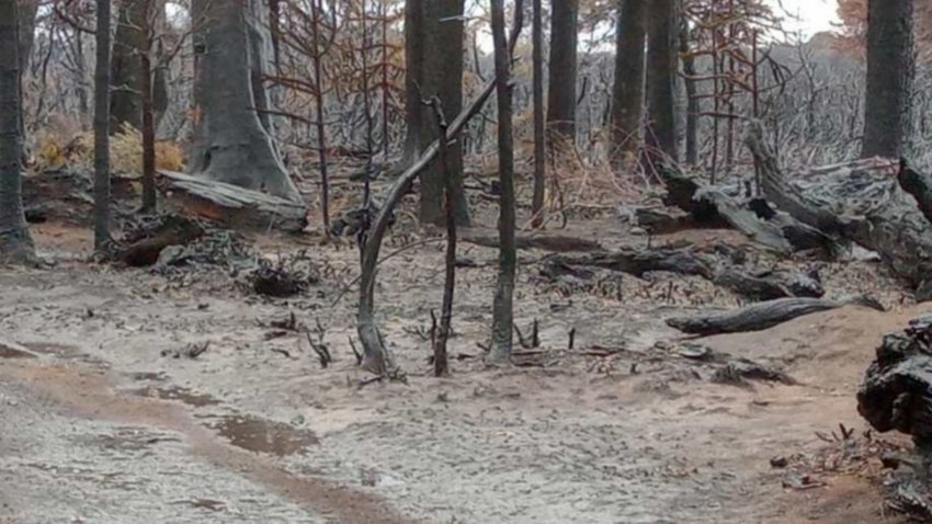 El incendio en Aluminé ya no presenta "actividad visible"