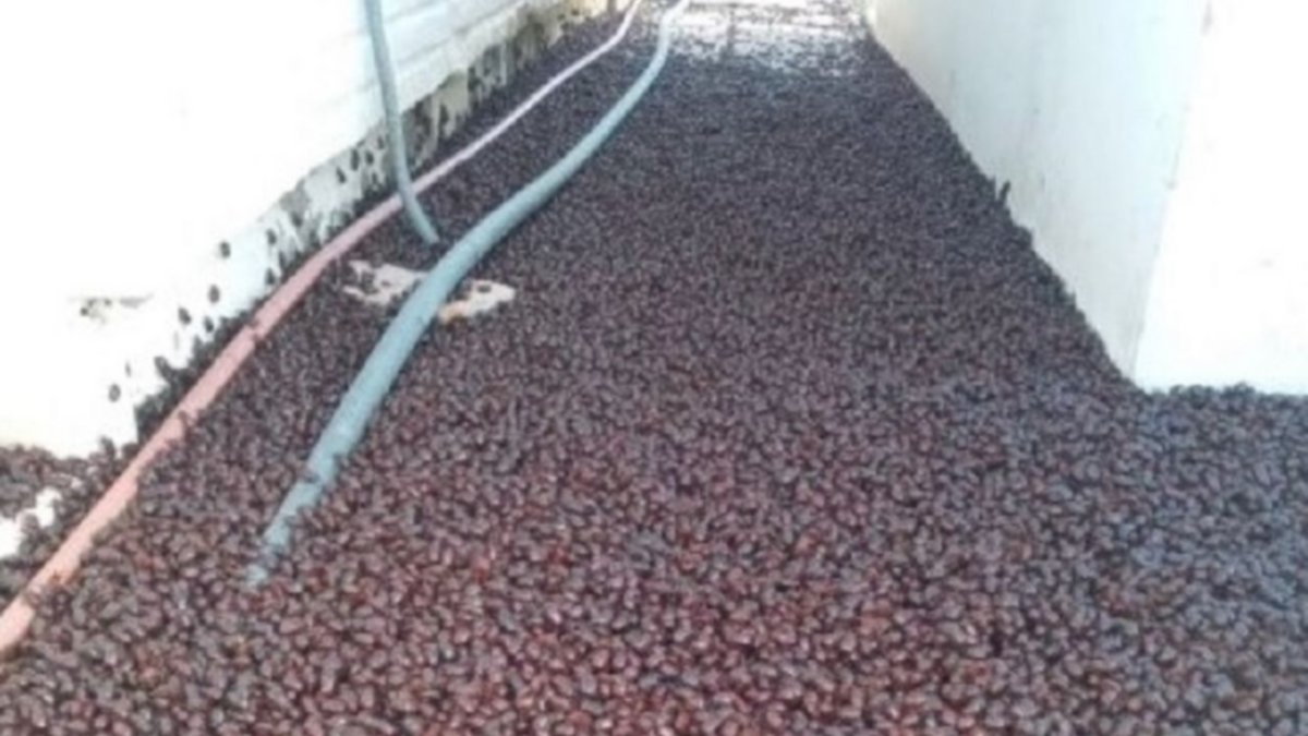 ¡Socorro! ¡Nos invaden los bichos cascarudos!