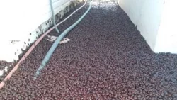 ¡Socorro! ¡Nos invaden los bichos cascarudos!