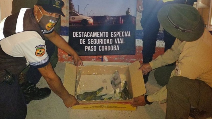 Llevaba siete loros en el baúl...y claro, la descubrieron