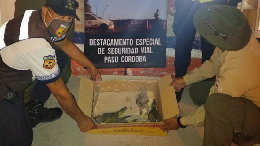 Llevaba siete loros en el baúl...y claro, la descubrieron