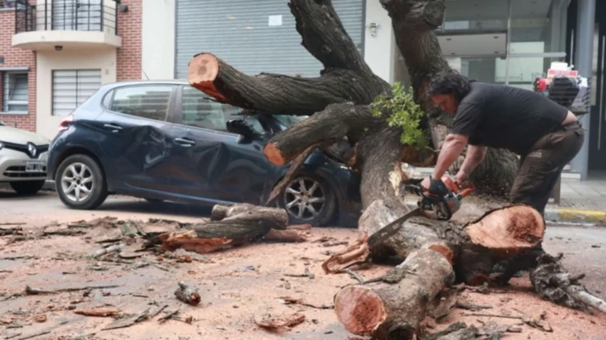 Mala suerte: el árbol era grande, y cayó encima de su auto