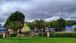 Camioneros no será parte de la Fiesta de la Pera, por Covid