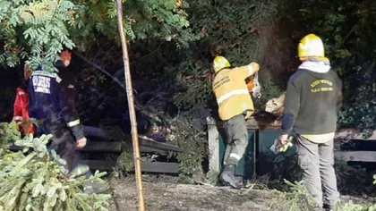 Un rayo partió un árbol en el centro de Villa la Angostura