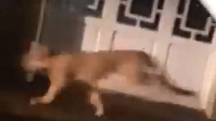 Buscan a un puma que apareció en el centro de la ciudad
