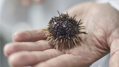 ¿Erizos patagónicos para las secuelas de Covid?