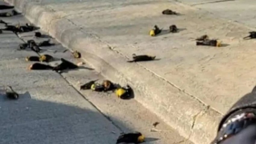 Video: cientos de pájaros cayeron muertos y crece el misterio